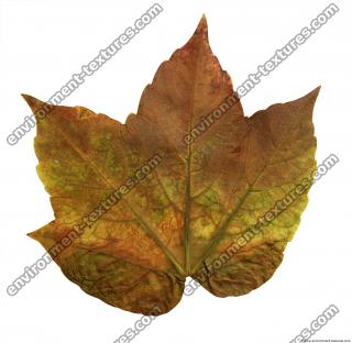 Leaves 0059